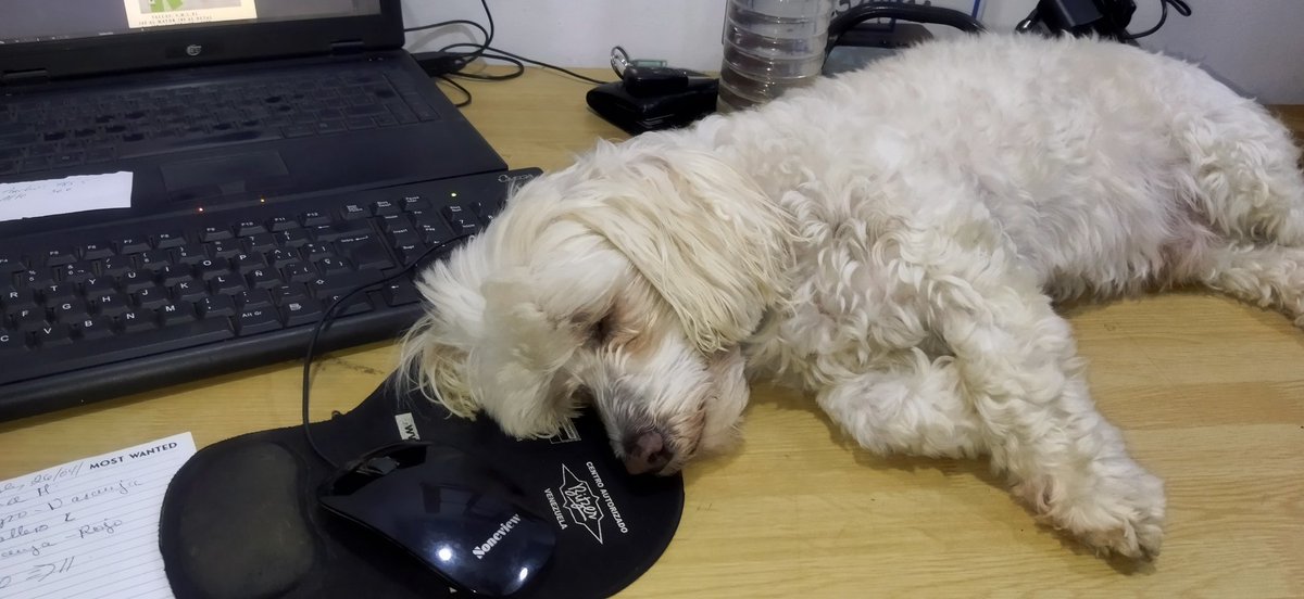 terranth's tweet photo. @twperritos Trabajando ando... https://t.co/tiOWViVUXZ