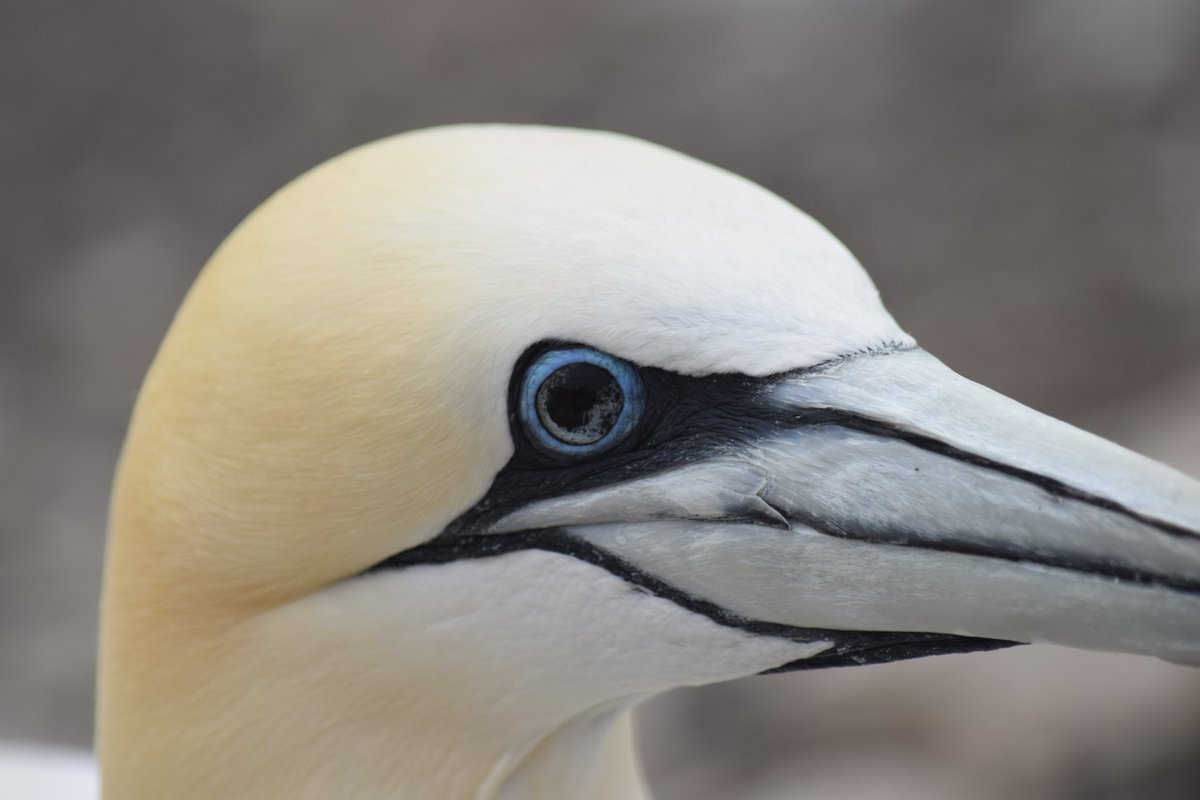 NEWS: Evidence that Northern Gannets can recover from bird flu & unusual black iris coloration is linked to a previous HPAIV infection Impact of mortality also studied at Bass Rock, found adult survival last yr 42% lower than earlier average rspb.org.uk/about-the-rspb… #Ornithology