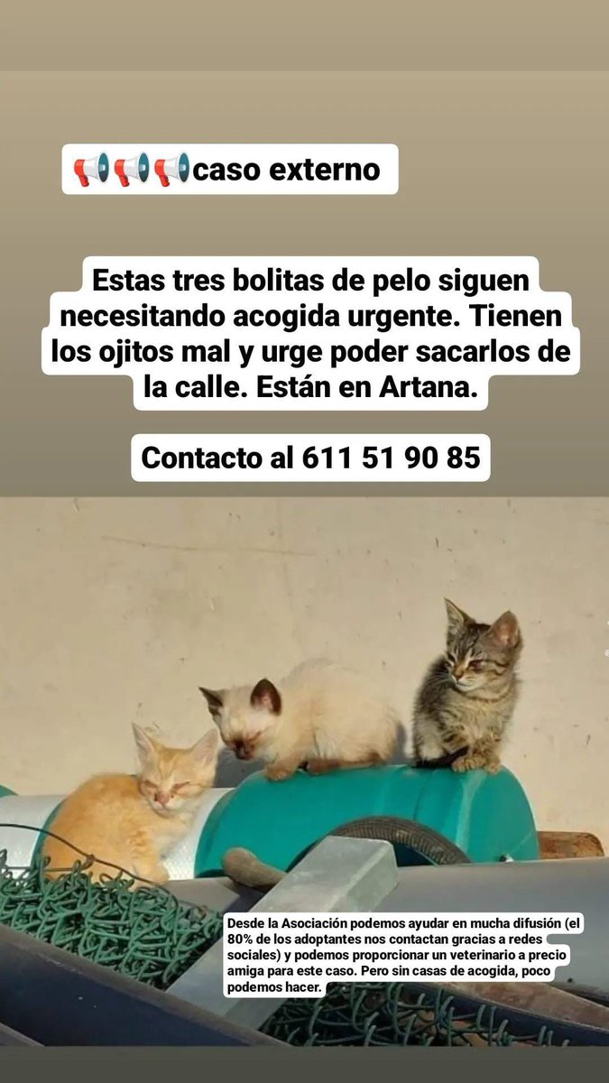 toovaarud's tweet photo. Gatitos en Castellón (Artana) que necesitan ayuda! RT porfa https://t.co/vSZ3c0X2tt