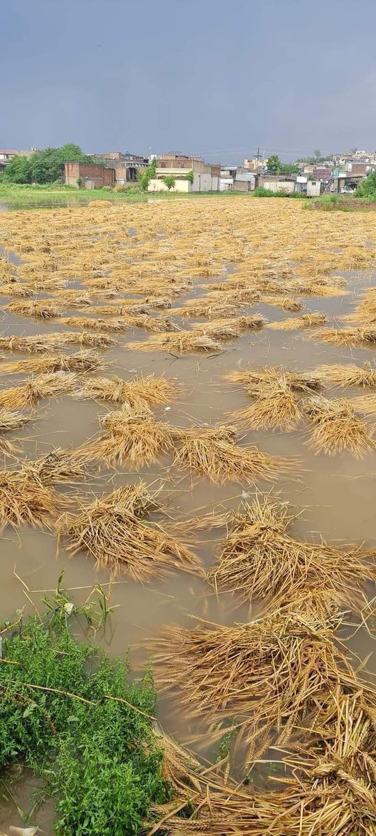 یا للہﷻ اپ مسلمانوں پر رحم کریں  غریب کی گندم پانی میں ڈوب گیا