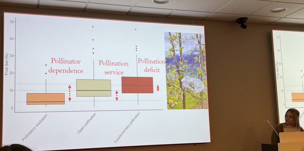 Om vi ønsker å produsere mer frukt i Norge er det viktig å tenke pollinatorer også. Da er det veldig spennende og relevant å se resultater fra ⁦<a href="/LinnVassvik/">Linn Vassvik</a>⁩ ⁦@NIBIO_no⁩ ⁦@UniNMBU⁩ som dokumenterer et pollinator-underskudd i studerte norske eplehager!