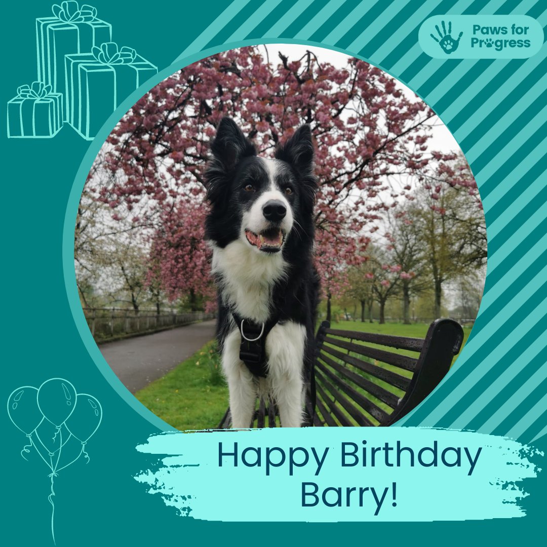 Happy Birthday to our beloved Ambassadog Barry! We celebrated in the office with liver cake and cuddles, two of his favourite things 🎉🐾🎂 #PawsforProgress