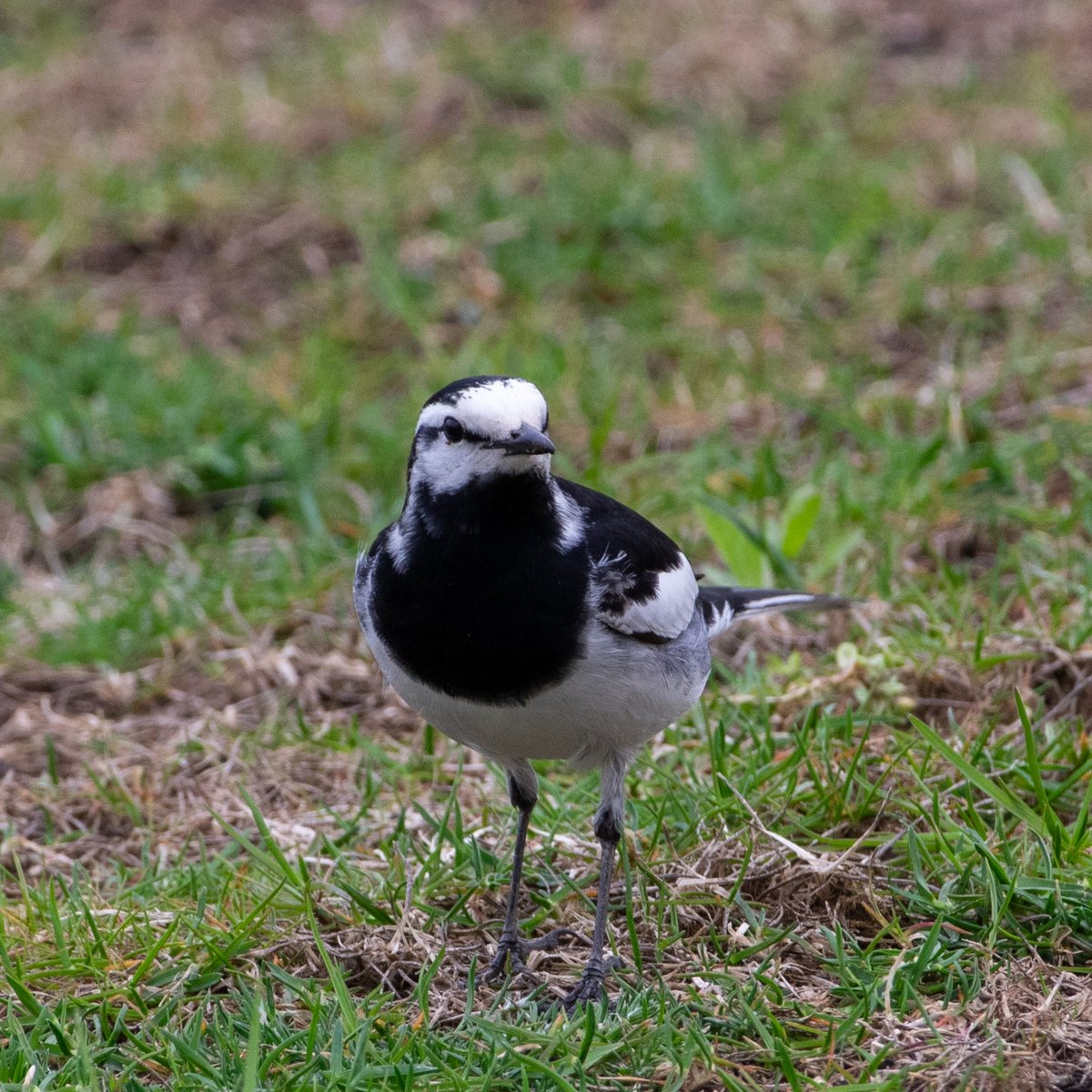 AtsushimPblc's tweet photo. 「ハクセキレイ - 庭の常連(May 4th, 2023)」
- "White Wagtail - Regular guest of my garden"
#ハクセキレイ #常連 #庭 #美幌
#WhiteWagtail #RegularGuest #garden #bihoro #hokkaido
#PentaxK3 #dfa150_450 #pentax150450 #pentax_dfa150450 #pentax https://t.co/kk981pLIfC