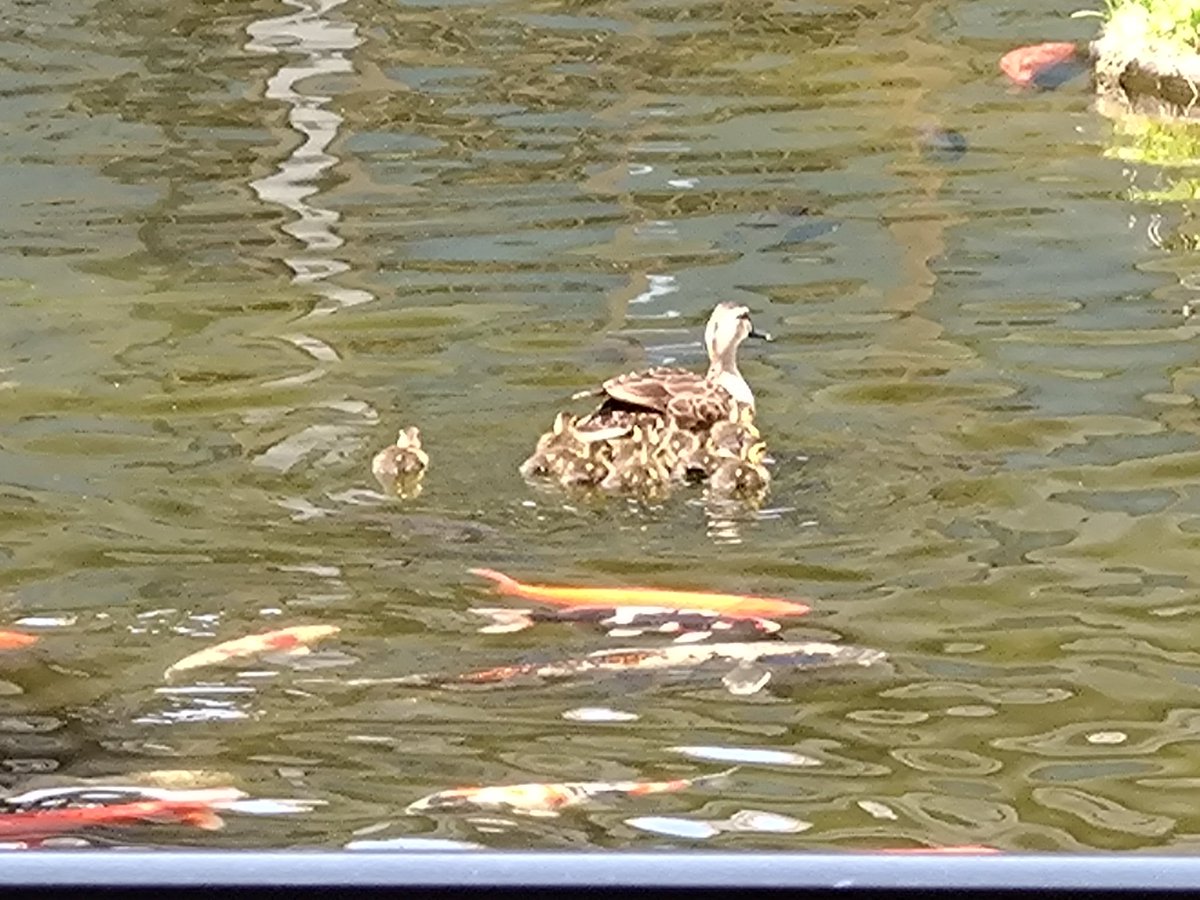 _issin_'s tweet photo. カルガモの子供が生まれました！やっぱりふわふわで小さくて可愛いです！５月は９日１０日１１日と連休をいただきます。よろしくお願いします。 https://t.co/D9UbEgAM0m