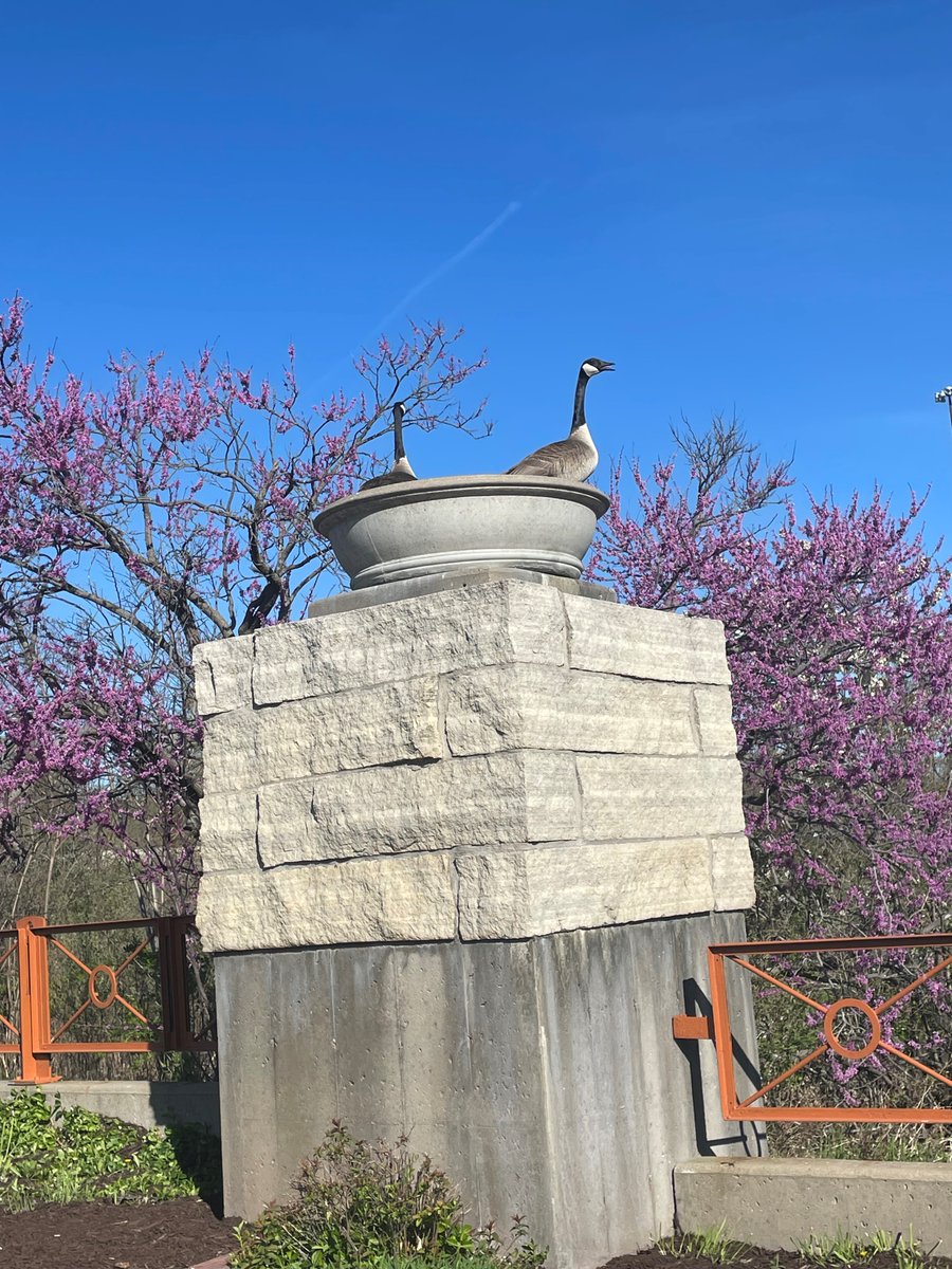 Our favorite perennials! #sillygeese