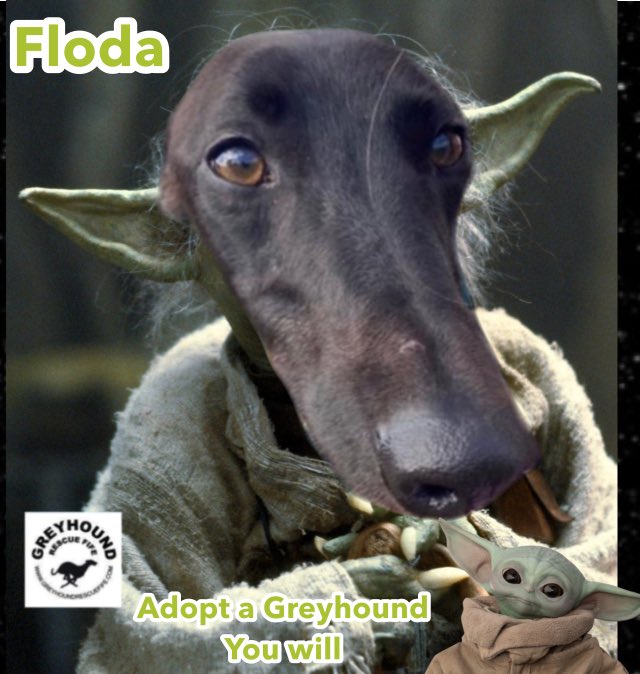 GreyhoundRFife's tweet photo. Adopt a Greyhound, you will! 🪐💫💚#May4thBeWithYou #HappyStarWarsDay #GreyhoundsMakeGreatYodas #Floda #Flo #Yoda #AdoptDontShop @GreyhoundRFife 🤞🏽 https://t.co/pg6YCZyRSC