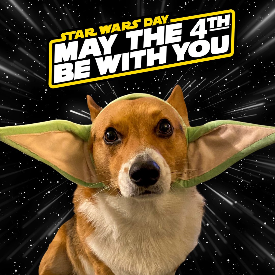 K9Praventa360's tweet photo. Happy Star Wars Day! May the 4th be with you 

Does your dog look a little like Chewie or more like Yoda? Share a picture in the comments.

#starwars #starwarsday #maythe4thbewithyou #k9praventa360
-
Joyeuse journée de la guerre des étoiles! https://t.co/ILQEvaPq4z