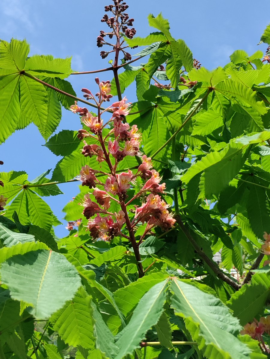 TreesNewYork's tweet photo. We spotted this #RedHorseChestnut on 118th Steet in #EastHarlem. It is a hybrid between a #HorseChestnut and #RedBuckeye #tree! #NYC #UrbanForest #PlantTrees #PreserveTrees #ProtectTrees #HybridTrees https://t.co/JsDtqIyNLo