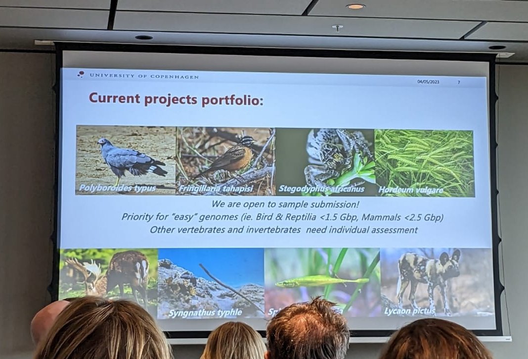 Our latest Eukaryotic Reference Genome Facility: Yggdrasil in <a href="/evohologen/">Center for Evolutionary Hologenomics</a> is presented in PacBio roadshow today by Joseph, our PacBio Manager.  Look forward to sequencing more species🐶🫎🦅🐟🌾 🧬🧬