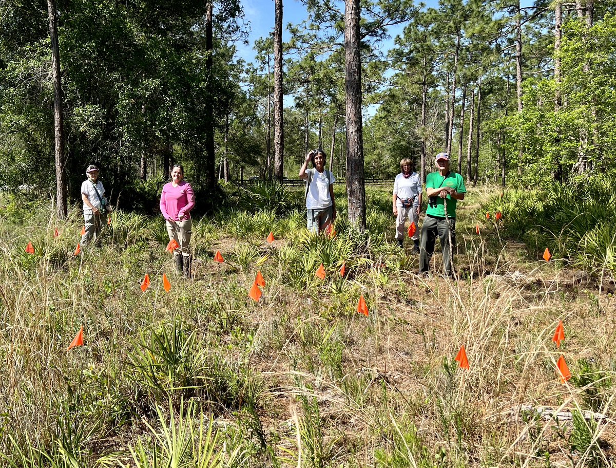 One of the teams counting Volusia County endemic pawpaws during the annual Rugel’s Roundup