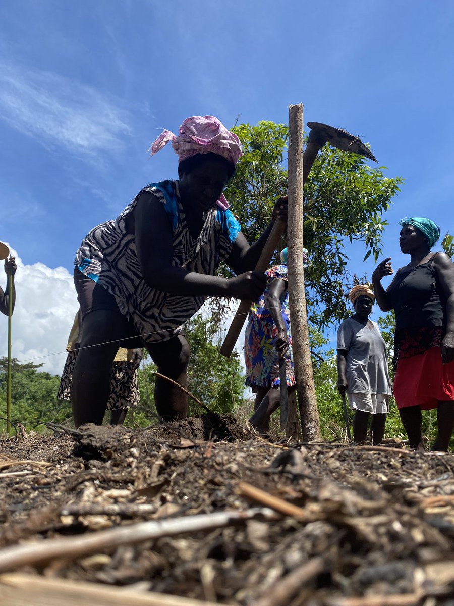 When i first got here  the women of Rorovana Village,  Central Bougainville, asked  if i could teach them to grow rice. Since then they identified land about 1 ha and then they cleared it, prepared it. This week they planted  the plot.