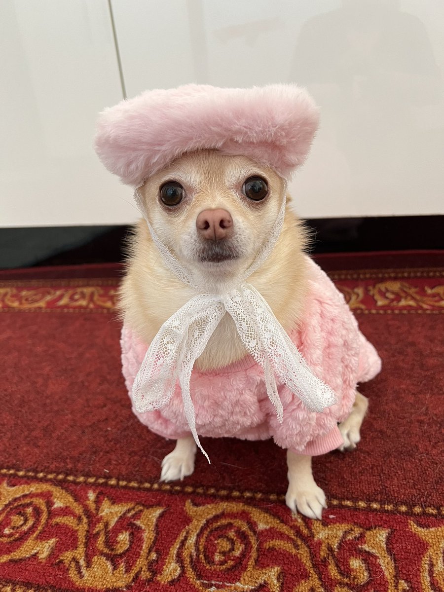 On Wednesday’s We Wear Pink! I’m finally showing off my new fluffy Pink Beret and my fluffy Chihuahua jumper! We have had these for months but we’re waiting for the cold weather🐾 

#tinkerbellthepomchi #pomchi #tatertotsquad #dogsoftwitter #dogsontwitter
