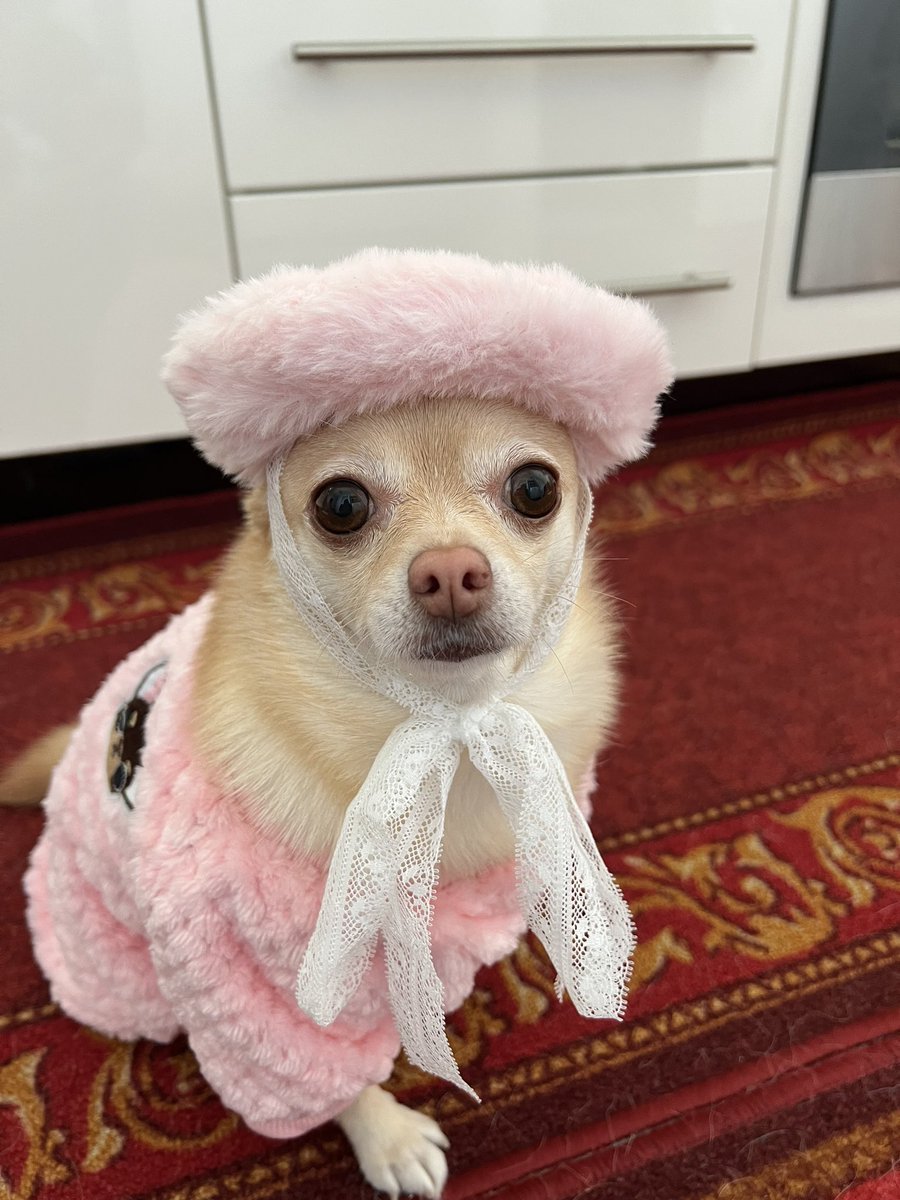 On Wednesday’s We Wear Pink! I’m finally showing off my new fluffy Pink Beret and my fluffy Chihuahua jumper! We have had these for months but we’re waiting for the cold weather🐾 

#tinkerbellthepomchi #pomchi #tatertotsquad #dogsoftwitter #dogsontwitter