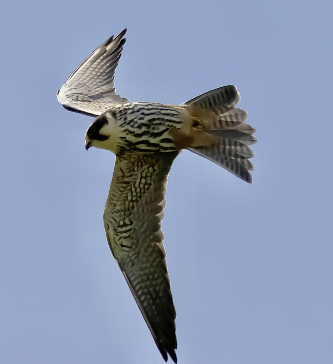 Wonderful to watch Hobbies over Exminster Marshes yesterday. Four birds seen in the afternoon.
#BirdsSeenIn2023 #birdphotography #birding #birdwatching #NaturePhotography #TwitterNatureCommunity #BirdsOfTwitter #birds