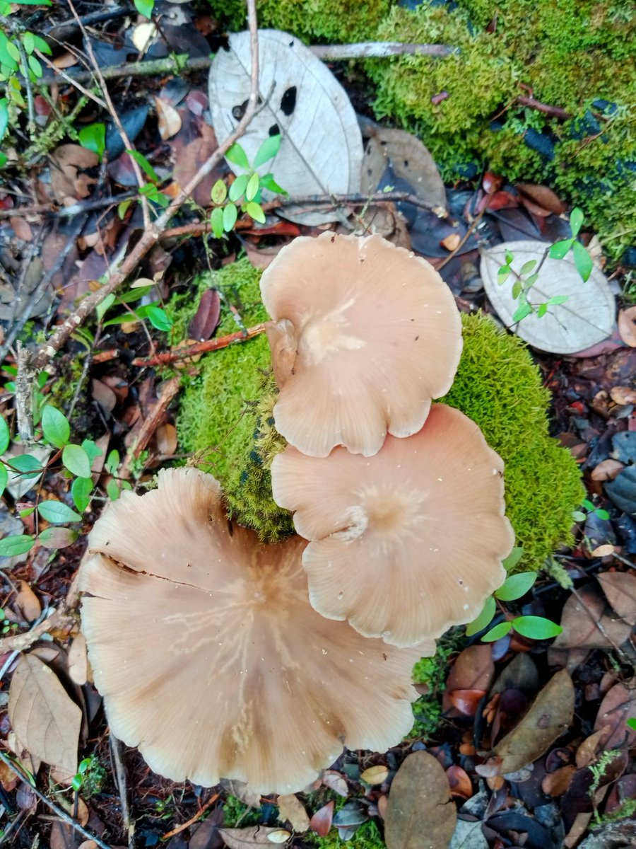 Mushroom for my Dayak Ngaju tribe is not only food and medicine, but it is also a time teller. When we lost track of time in forest, we could estimate the day by looking at the mushroom, because they usually grow during the 'Pasang Pandue' period (15 days following the new moon)