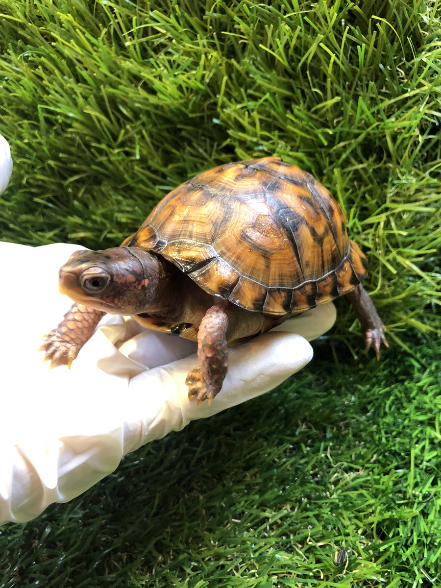 Land_mark_jp's tweet image. トウブハコガメ’22
明るい柄の個体は写真では映えね😊