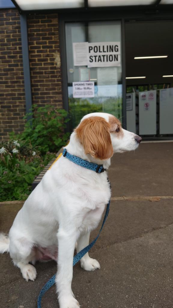 daddychrispips's tweet photo. #dogsatpollingstations #vote #dogsoftwitter #dogs https://t.co/STTUccy3Yq