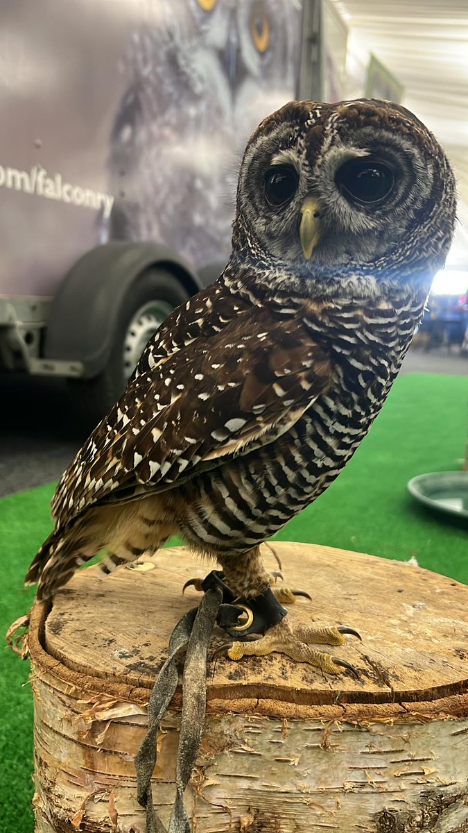 LeedsCastleEd's tweet photo. Who has seen our wonderful owls today at the @kentcountyshow #livingland?
Your pupils can have an experience with these owls in some of our workshops! Book here
https://t.co/CVWt7t3zKa
#livingland2023 #kentshowground https://t.co/eO7nMNTlCU
