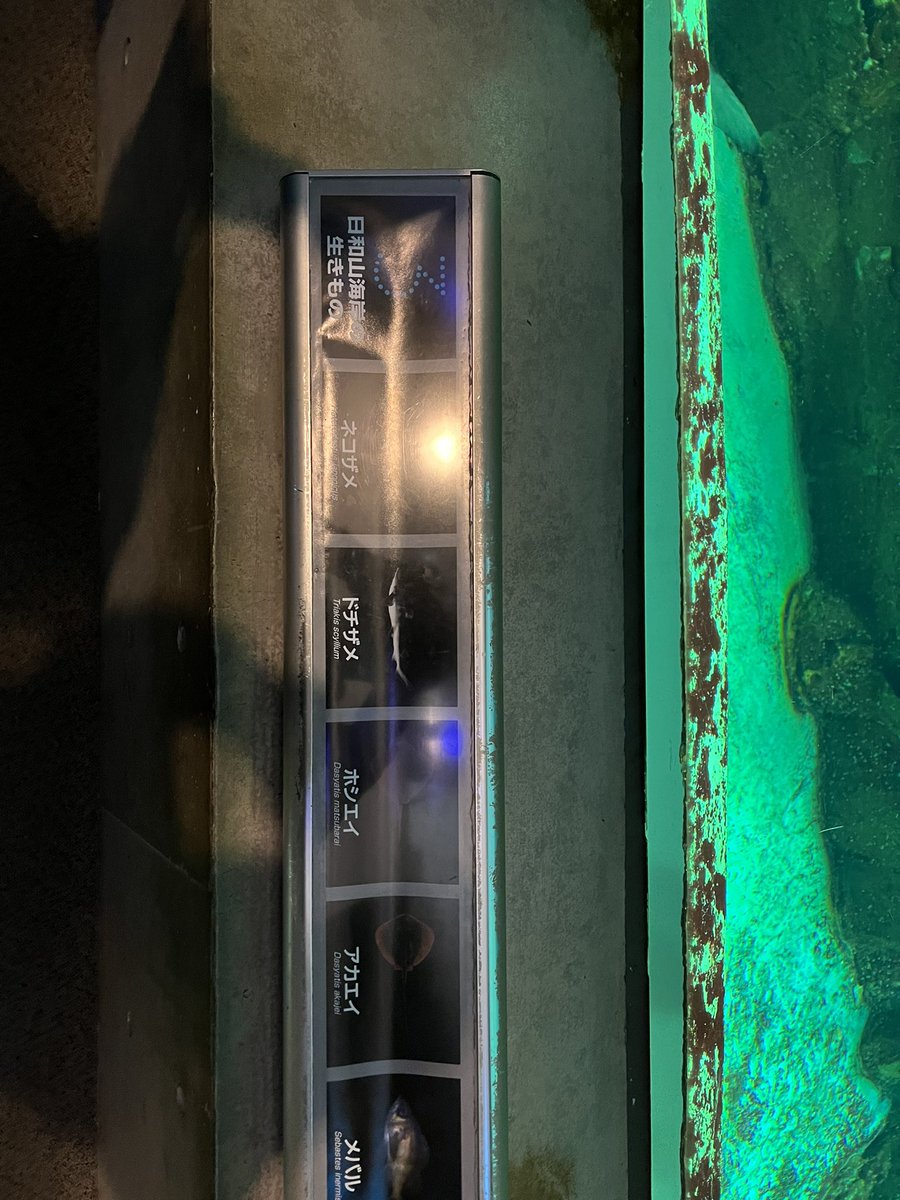 ptm2310's tweet photo. 日和山海岸の魚コーナーにいたんですが、なんて魚でしょうか？
#城崎マリンワールド https://t.co/3f19bNv7gy