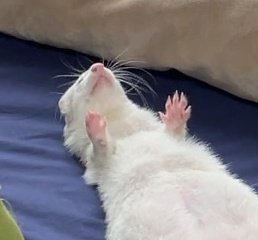ssomi_SKZlove's tweet photo. 😴 https://t.co/GHHGN1tN3a