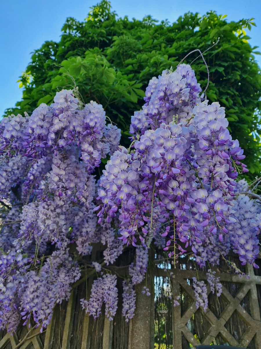 ISAGRAM49's tweet photo. #BalanceTaGlycine
Profusion de 💜 sous le ciel 🔵 pour mon #JeudiPhoto !
#BattleFlower
#SuperNatureAngers #VégétalAngers #CultureAngers https://t.co/zgV3RVOqQ1