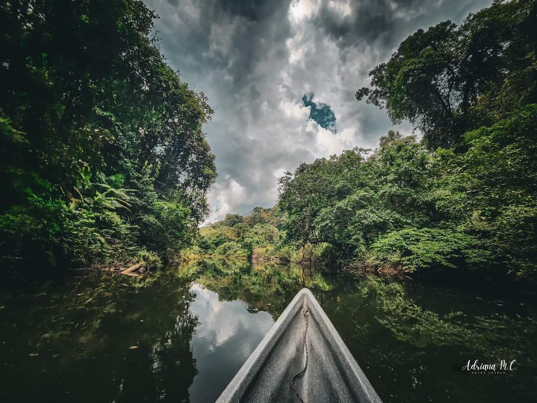 Haroldio2's tweet photo. Hay una Colombia que no conocemos y que queremos que conozca el mundo
Camara: Henry Torres 
#TurismosComunitario
#BajoBaudoElTurismodDeLaGente 
@ryvillavicencio 
@TurismoEc 
@JulianProgre https://t.co/ZKza8zT0WD