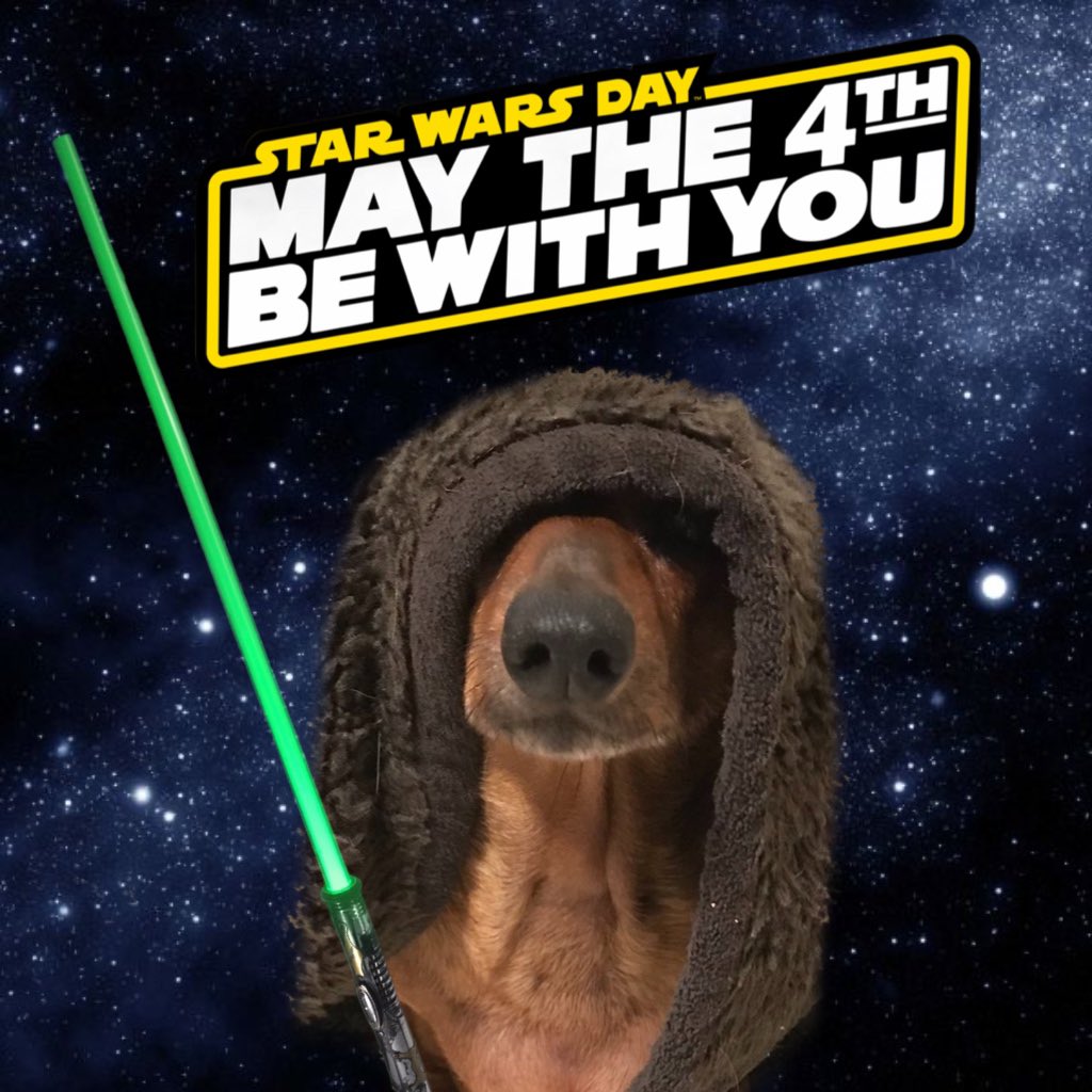 _byronjohnson's tweet photo. #May4thBeWithYou #starwarsday2023 #miniachshund #jediintraining @starwars @MarkHamill #yesiamafan https://t.co/FQWrqwfSXv