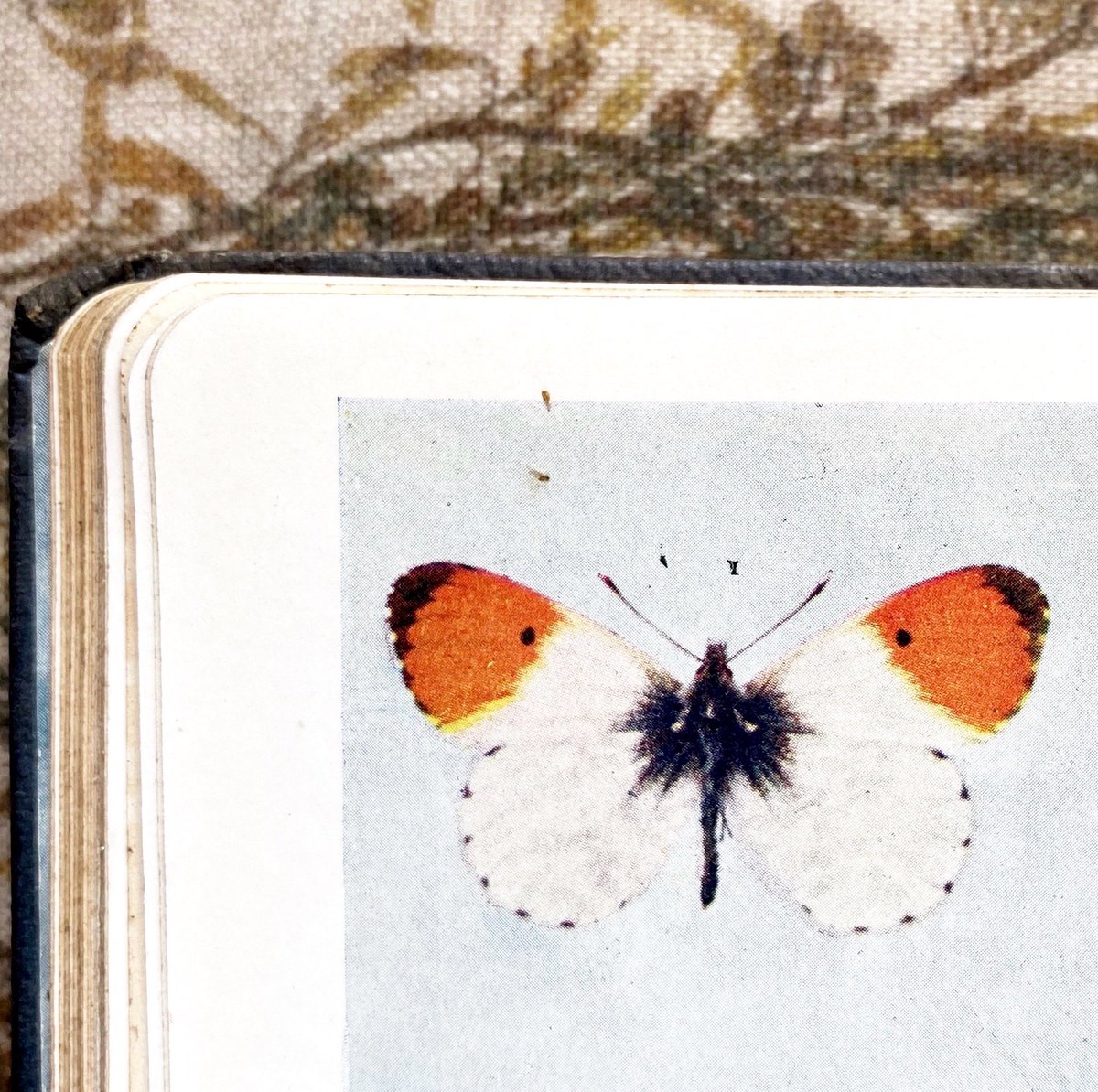 silverpebble's tweet photo. ORANGE TIP BUTTERFLIES ARE DOING MATING DANCES OVER MY GARLIC MUSTARD. Sorry for caps but I’m holding tight to every molecule of dopamine rn. Hope they have lots of sex &amp; babies in my garden. I adore my little ref. book, given to Betty Hoggan for Christmas, 1920.
Her writing🤍🧡 https://t.co/Bmk7FhQTgZ