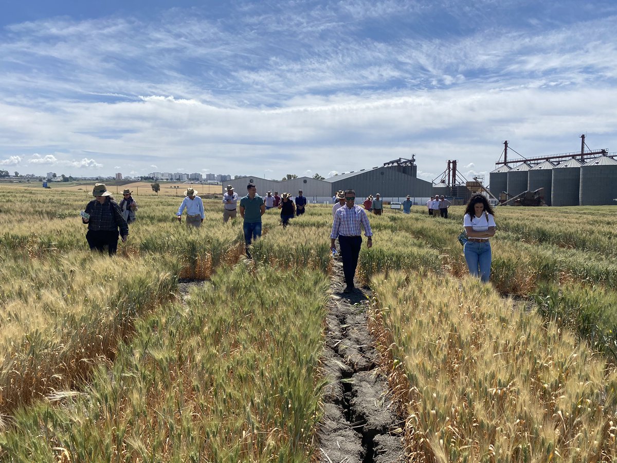 SolisMIgnacio's tweet photo. Jornada técnico - comercial sobre nuevas variedades de @AgrovegetalSA en #CoopSanDionisio de Jerez. https://t.co/sFfw4OKVIO