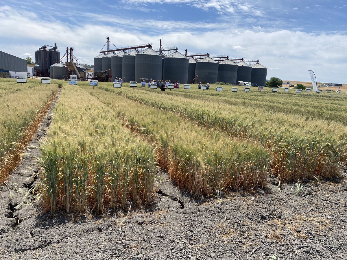 SolisMIgnacio's tweet photo. Jornada técnico - comercial sobre nuevas variedades de @AgrovegetalSA en #CoopSanDionisio de Jerez. https://t.co/sFfw4OKVIO