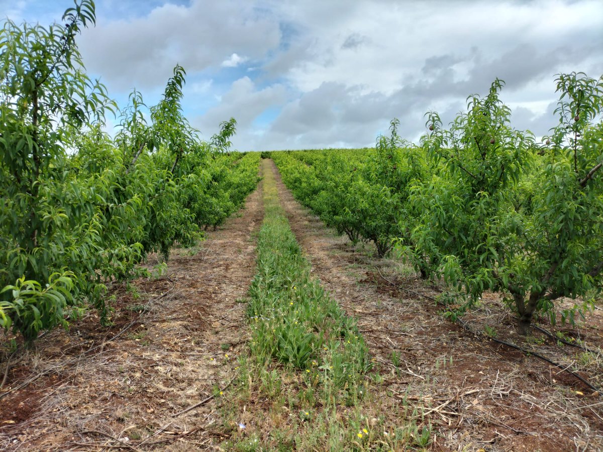 Hoy <a href="/CTAEX_CIT/">CTAEX</a> visita el ensayo de #replicabilidad #ciruela #albaricoque en #FRUTUGA para tomar datos de los resultados de aplicación de los #formulados del <a href="/Waste4G/">Waste4Green</a> 
<a href="/CSIC/">CSIC</a> <a href="/Bioplaguicidas/">Grupo Bioblaguicidas ICA-CSIC</a>  <a href="/ava_asaja/">Associació Valenciana d'Agricultors</a> @idainature <a href="/SaludISCIII/">Instituto de Salud Carlos III (ISCIII)</a>
<a href="/LIFEprogramme/">LIFE Programme</a> <a href="/cinea_eu/">CINEA 🇪🇺</a> <a href="/EU_Commission/">European Commission</a>