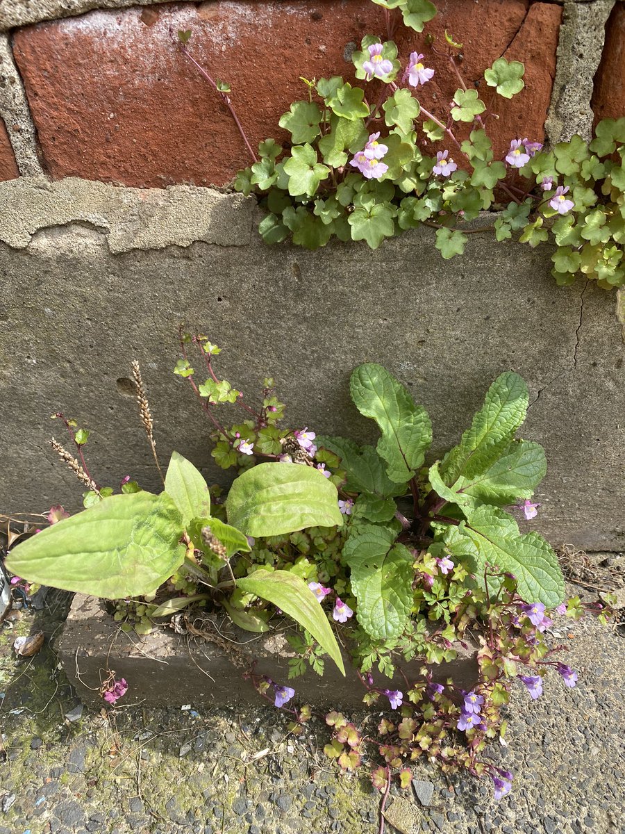 Are you interested in the plants that grow in the cracks of pavements or in-between the nooks and crannies of old brick wall? You are, then why not take part in @NovelEco survey about wild spaces in cities: surveymonkey.co.uk/r/KV2KYW6