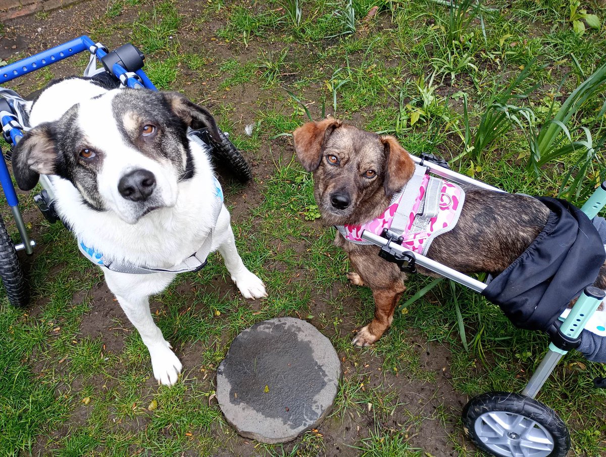 MiriMission's tweet photo. ***Elsa Pupdate***
Previously, Elsa, with no back legs was living in a cage.
Just look at her now - in her #foreverhome rocking her #dogwheels and living the high life with her new pal
No more cages!!
#AdoptDontShop #thursdaymorning #dogs #disableddogs #happy #zoomies #love https://t.co/UzXB9NxH2I