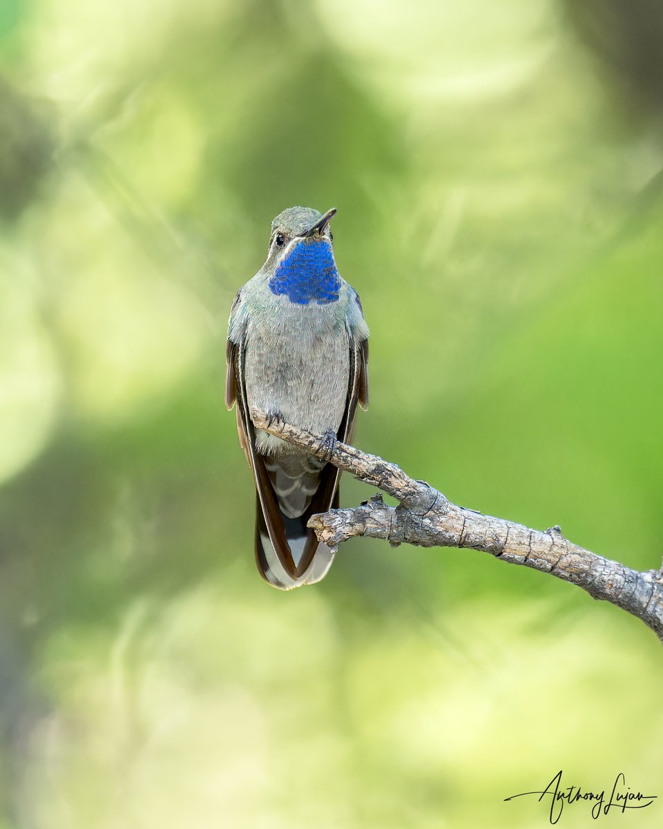 anthonylujan's tweet photo. Blue-throated Mountain-gem
Lampornis clemenciae
Arizona
Sony A1 - Sony 600mm
#ALhummingbirdperched
#BluethroatedMountainGem #Mountaingem #colibrí #beijaflor #Trochilidae #hummingbirds #nuts_about_birds #earthcapture #nature #natgeoyourshot #naturephotography #sonya1 #sony600m... https://t.co/UjJGvtrzzg