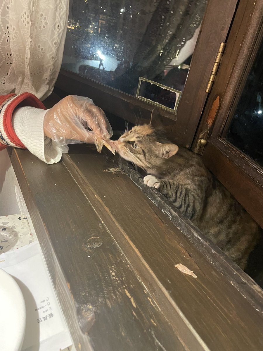 HaoXinShang1's tweet photo. Who knew being a cat food critic was such hard work! This little guy sure knows how to beg for a treat, even from the other side of the window 🐱🐾 #Foodie #CatLife #WindowWatchers https://t.co/s848vDZ6XK