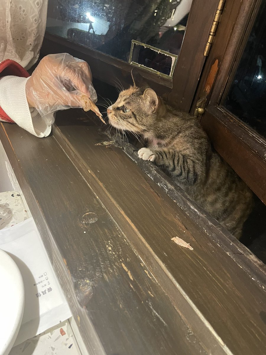 HaoXinShang1's tweet photo. Who knew being a cat food critic was such hard work! This little guy sure knows how to beg for a treat, even from the other side of the window 🐱🐾 #Foodie #CatLife #WindowWatchers https://t.co/s848vDZ6XK