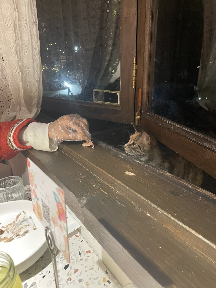 HaoXinShang1's tweet photo. Who knew being a cat food critic was such hard work! This little guy sure knows how to beg for a treat, even from the other side of the window 🐱🐾 #Foodie #CatLife #WindowWatchers https://t.co/s848vDZ6XK