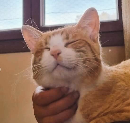 HuellaWonder's tweet photo. CARAMELO en #AdopcionResponsable
Edad:04/2022
Macho #Madrid
Es súper bueno y sociable. Muy cariñoso con personas y gatitos
¡Ayúdanos comparte!
⬇️Interesado en adopción⬇️
https://t.co/bzbTtME0rA
#Gato #AdoptaNoCompres #abandonos #gatos
#FelizJueves
#AmorQueTransformaOMundo https://t.co/VTK19LFKi1