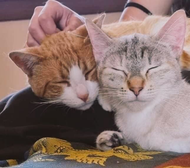 HuellaWonder's tweet photo. CARAMELO en #AdopcionResponsable
Edad:04/2022
Macho #Madrid
Es súper bueno y sociable. Muy cariñoso con personas y gatitos
¡Ayúdanos comparte!
⬇️Interesado en adopción⬇️
https://t.co/bzbTtME0rA
#Gato #AdoptaNoCompres #abandonos #gatos
#FelizJueves
#AmorQueTransformaOMundo https://t.co/VTK19LFKi1