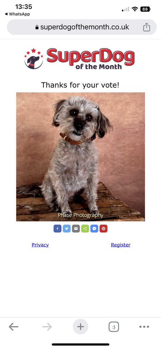 bucksamandy's tweet image. Oh How Cute!

Please Vote for Fraggle

She has a cute little overbite and wonky bottom teeth
She is very small

superdogofthemonth.co.uk/publicvote/