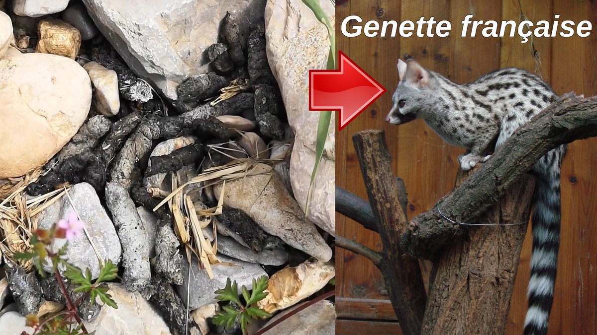 dufour_dr's tweet photo. Coucou! Comment reconnaître un caca de Genette pendant votre prochaine randonnée ?! https://t.co/NeU04NELKU (Ouest de Montpellier, 30 avril 2023) #zoologie #écologie #naturalisme #XR #ExtinctionRebellion #LPO #WWF @ASPASnature @LPOFrance @Ornithomedia @SNPN_nature @OFBiodiversite https://t.co/GGsU8OkWg7