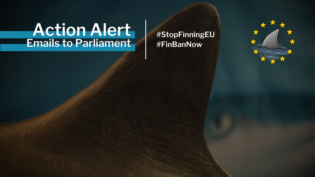 #StopFinningEU #ActionAlertion - click the link (l.linklyhq.com/l/1keFP) to send a pre-written email to the Fisheries and Environment Committee MEPs. Let them know that the world is watching, it's time to step up as blue leaders and support a #FinBanNow in Europe.
