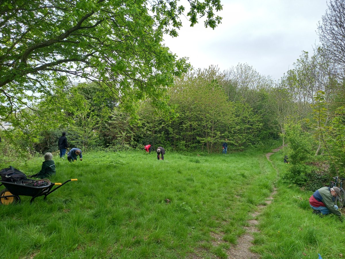 TCVHaringey's tweet photo. #Cowslips &amp; Oak Apple #gall. 🌼🌳Gentle meadow management at Tunnel Gardens pulling ivy &amp; hogweed. We surveyed the #bluebells on the southern section but only found one single English bluebell the rest were invasive spanish/hybrids. 😥 https://t.co/EkE9v81eVZ