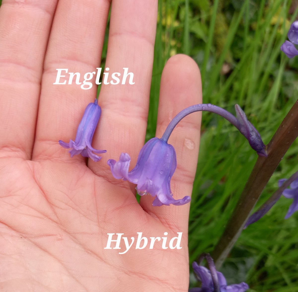#Cowslips &amp; Oak Apple #gall. 🌼🌳Gentle meadow management at Tunnel Gardens pulling ivy &amp; hogweed. We surveyed the #bluebells on the southern section but only found one single English bluebell the rest were invasive spanish/hybrids. 😥