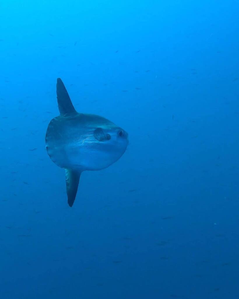 Dive o'clock PRO tweet media