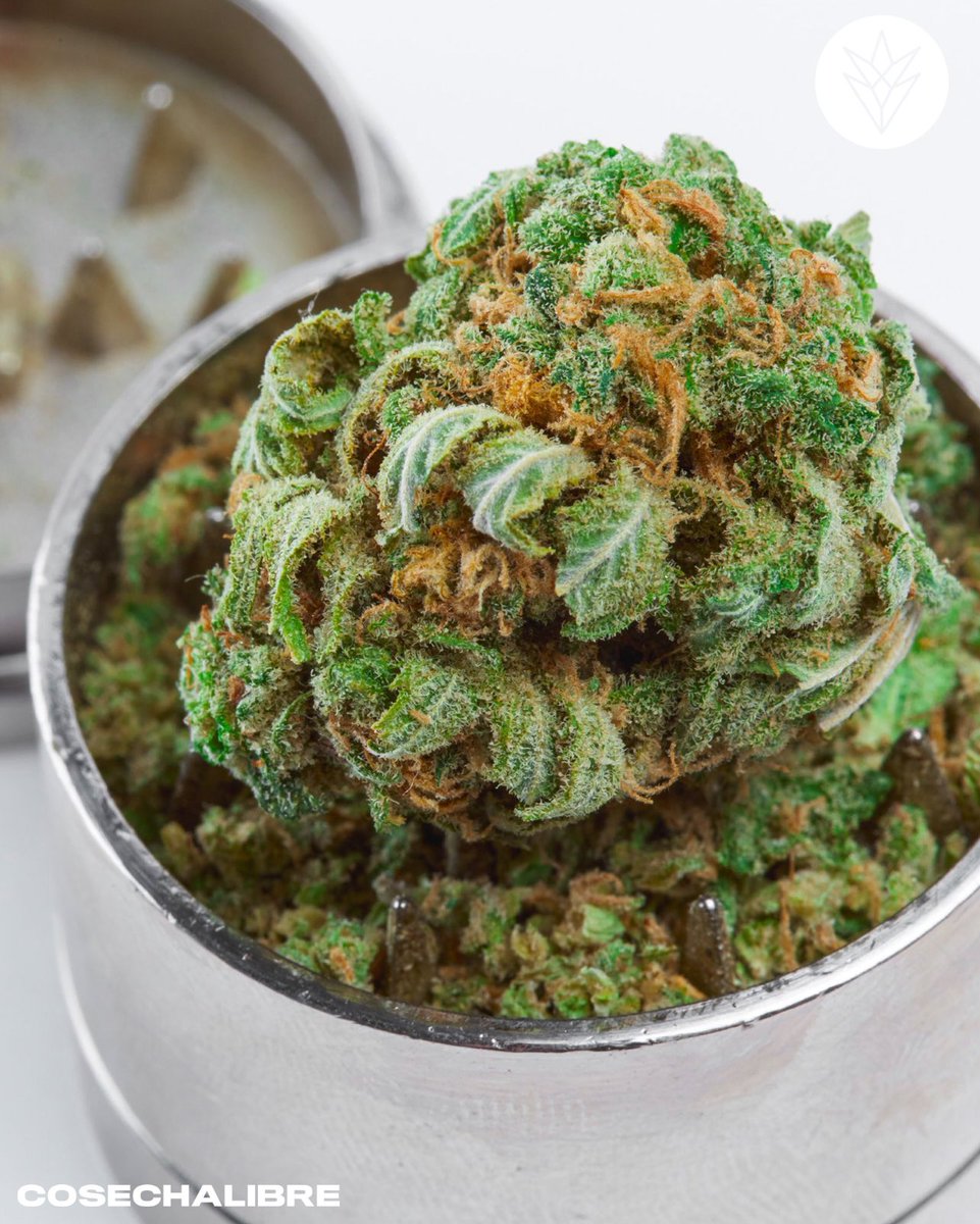 CosechaLibre's tweet image. Rt para que nunca te falte porrito