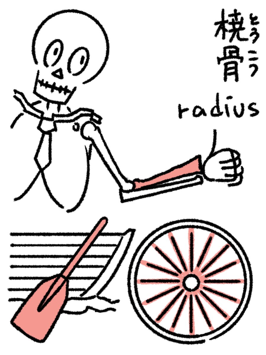 橈骨(とうこつ):前腕の親指側の骨。ラテン語でradius。半径という意味で、光線のrayが転じて車輪のスポークを表す。骨の形状が木製の車輪のスポークに似ていたため。漢字の「橈」は舟のオールの意味。