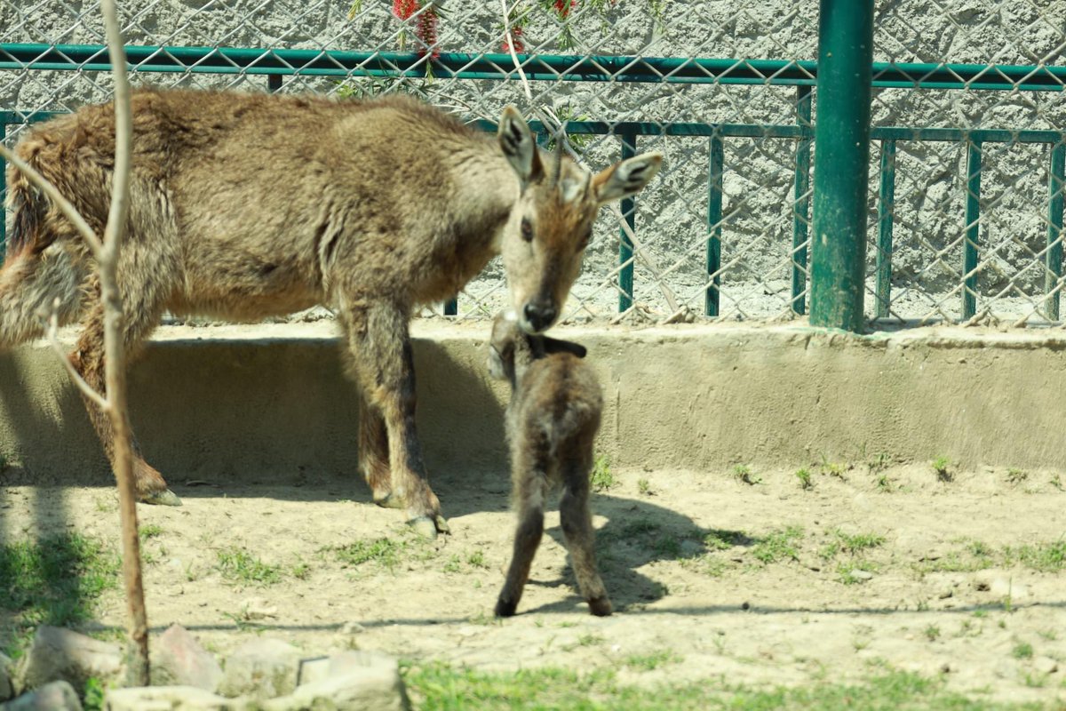 WildlifeKPGovt tweet picture