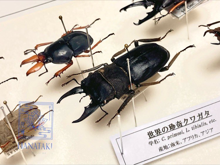 カザリツノクワガタ 昆虫標本 標本 【公式通販】