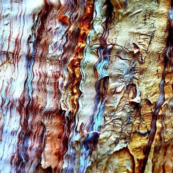 ManfredMakauska's tweet image. Patterns…#paperbark